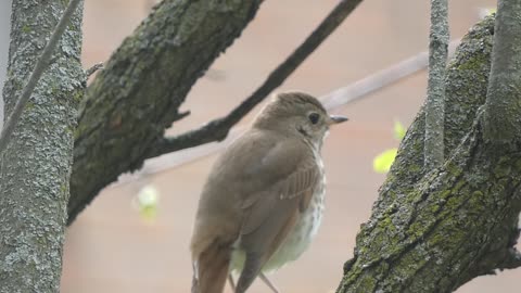 Hermit Thrush Perched in Tree During Migration Video