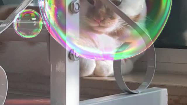 Cats and soap bubbles