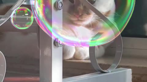 Cats and soap bubbles