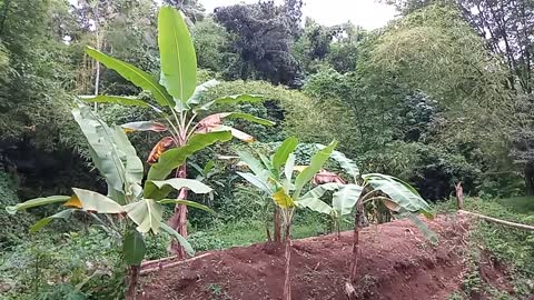 Beautyful banana tree