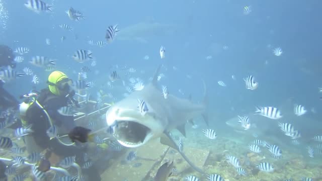 Punched a 3m Bull Shark in the nose underwater