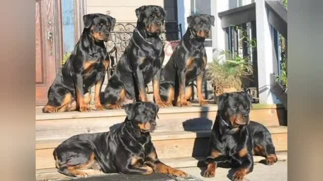 Dogs video🐕🐕🐶🐶🐕🐶🐕🐶🐕