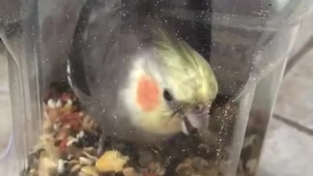 Anything for seed 🌱