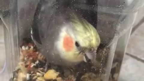 Anything for seed 🌱
