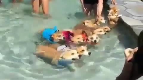 Dog swimming competition