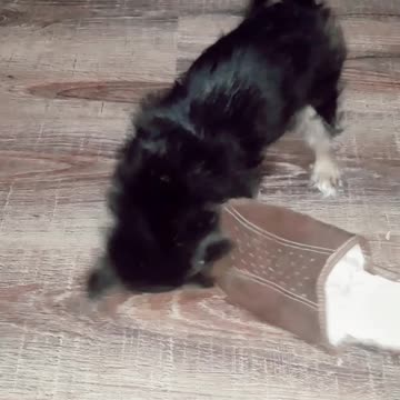 Mia attacked the slippers