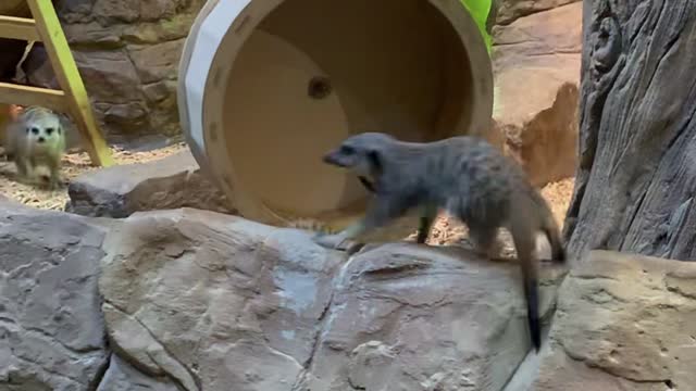 Meerket is spinning around the wheel