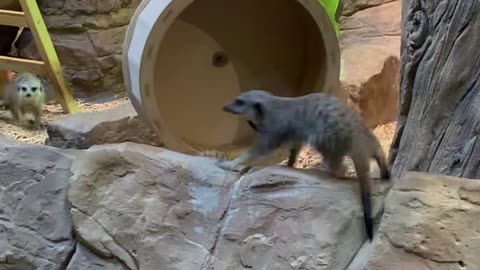 Meerket is spinning around the wheel