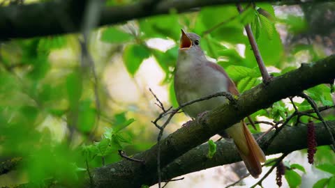 birds on the island