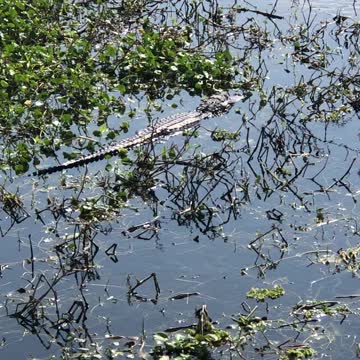 American Alligator just chilling