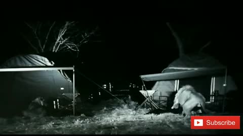 Unhappy campers escapes lions at night