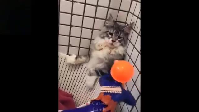 Cute and funny Pets - TRY not to laugh on these Pets Compilation #11 Cutest..