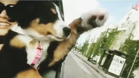 Black puppy sticking head out the window