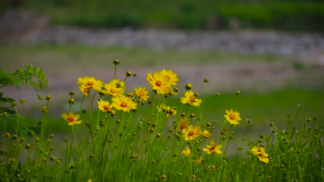 Yellow Wild Flower