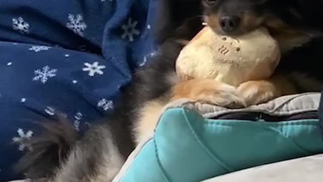 Cute dog playing with fake bones