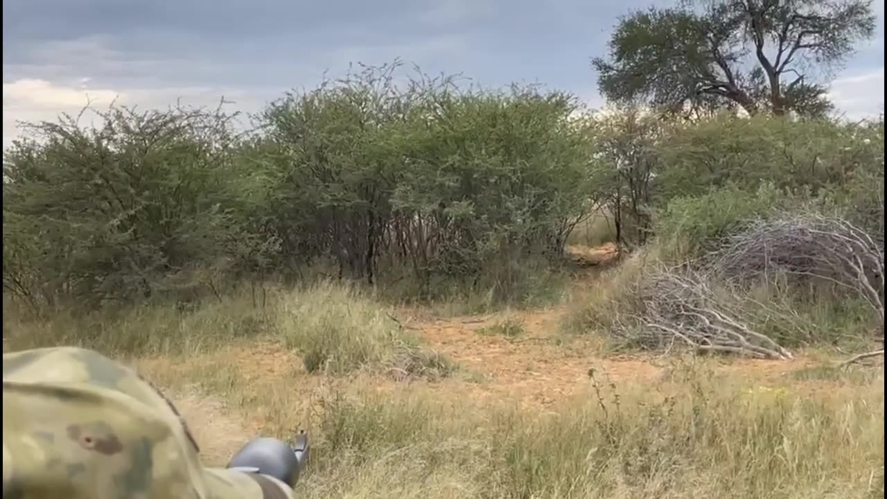 Male Lion Charge. Dangerous Game Hunting.