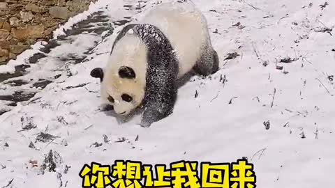 china panda