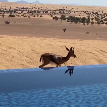 My New Friend Baby Impala, in Dubai,United Arab Emirates