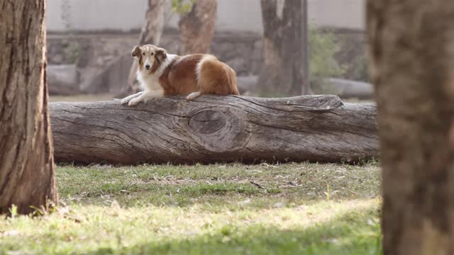 Dog jumping off a log