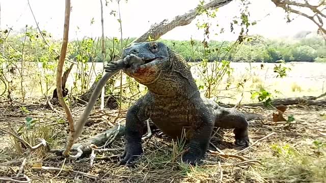 Komodo Dragon Munches on a Monkey