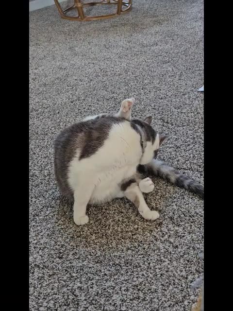 Mr. Rocky Grooms Himself