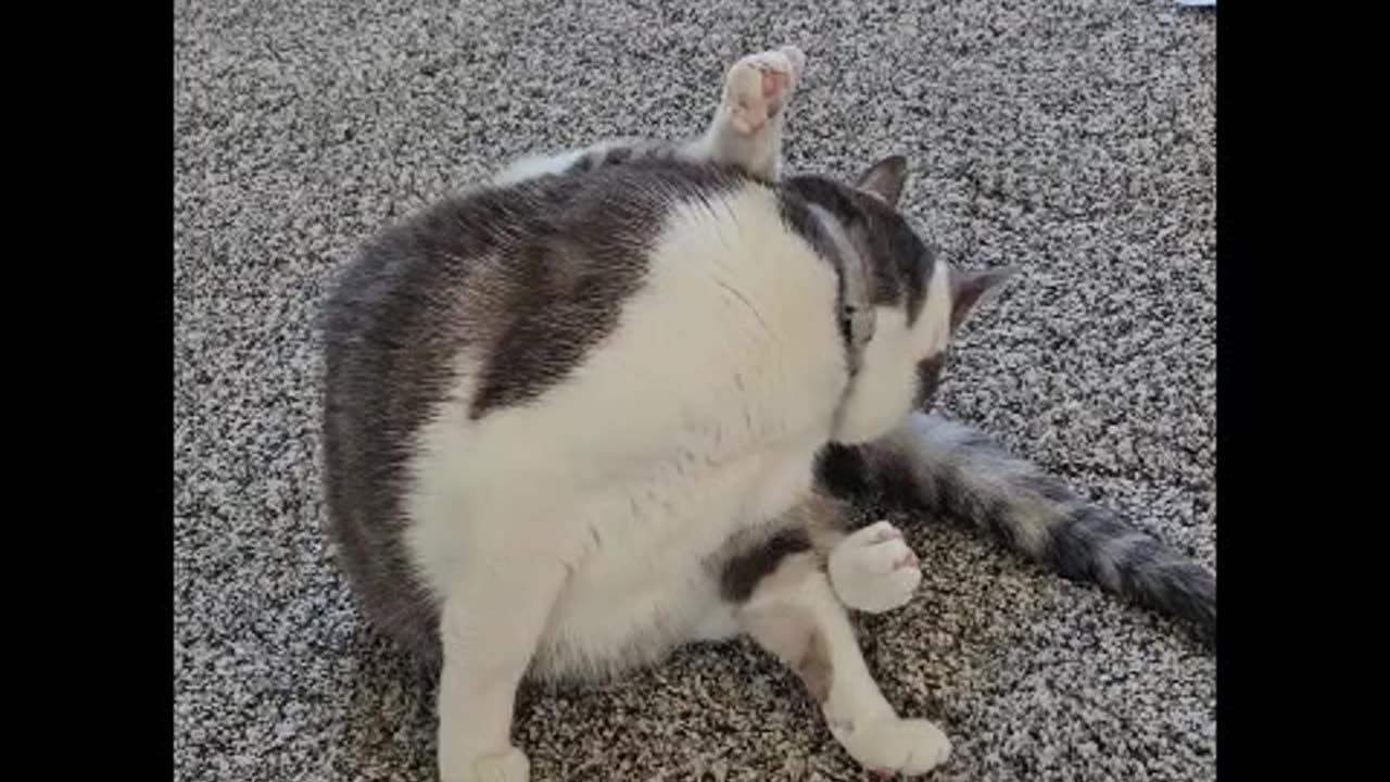 Mr. Rocky Grooms Himself