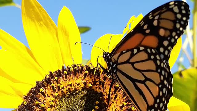 Monarch Butterflies Need Our Help