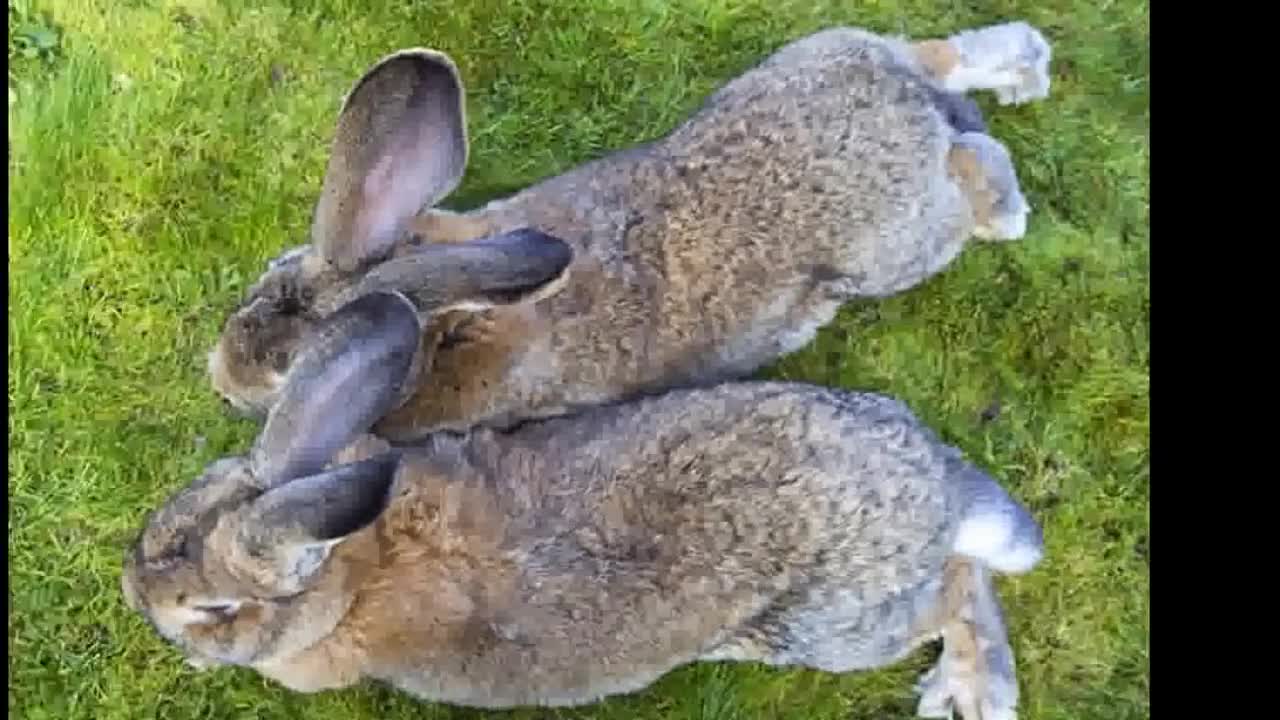 The worlds largest rabbit who faces competing from another rival his son jeff.