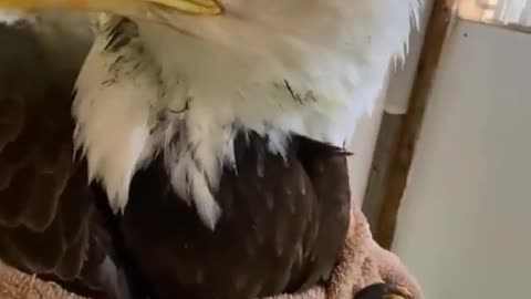 An eagle is the symbol of America