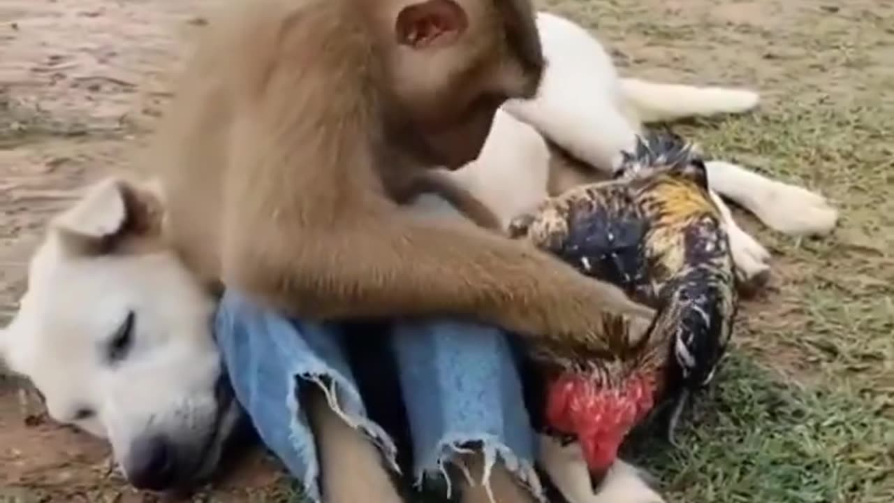 playful monkey