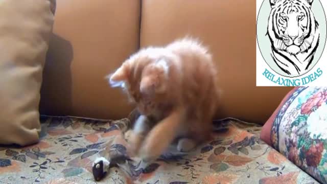 Cat plays with its toy