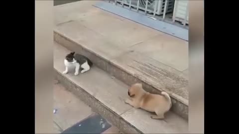 CAT AND DOG