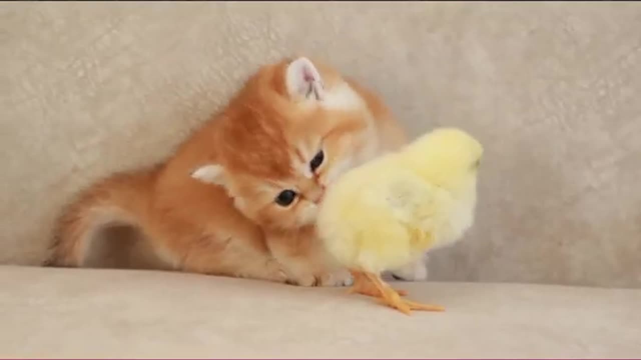 Cute kitten entertainment