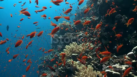 A short glimpse of a beautiful creations of god underwater ❤️😊