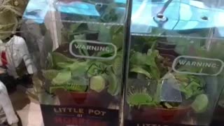 Flashback. Favorite plant Venus fly traps are for sale.