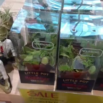 Flashback. Favorite plant Venus fly traps are for sale.