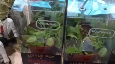 Flashback. Favorite plant Venus fly traps are for sale.
