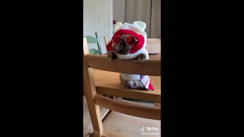 Cute Bunnies That I've Found on Tik Tok - BUNNY COMPILATION p6