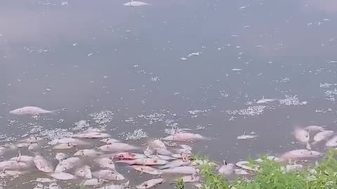 All the fish died in one lake but no the other lake