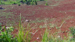 Bogon Sampaloc Sariaya Quezon