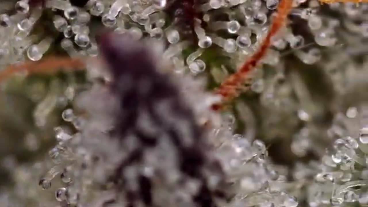 Cannabis 500x Zoomed In ☘️🕵️_♂️🔬🔭🔍☘️ 500xالقنب مكبر