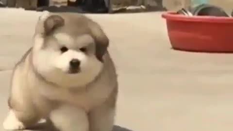 dog transforms shape