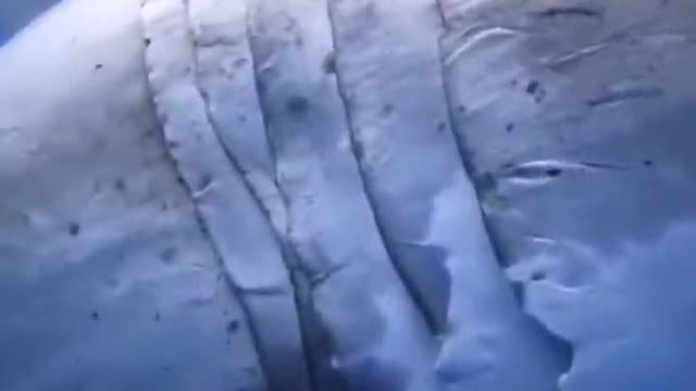 People and whales are getting along pretty well without being hurt
