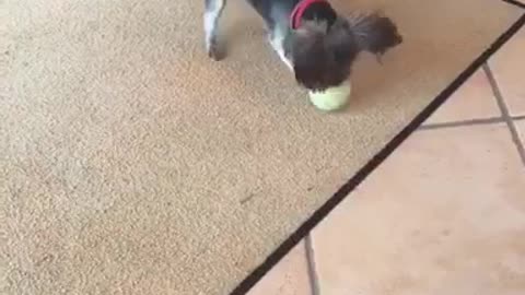 Lucy enjoys tennis ball