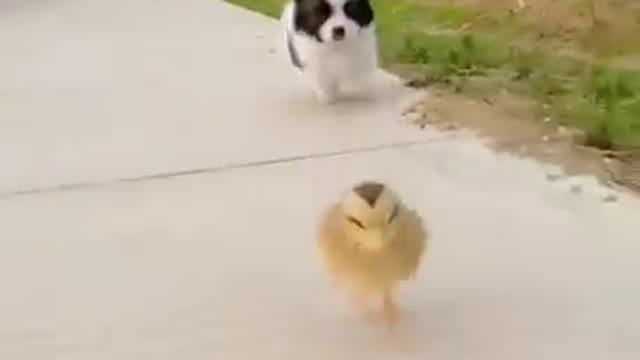 Morning run of a puppy and a chicken