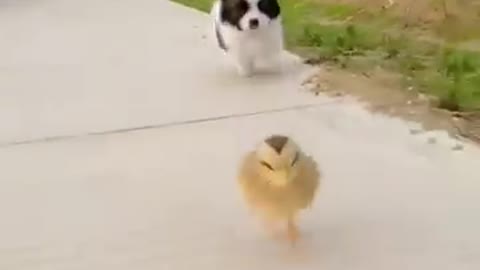 Morning run of a puppy and a chicken