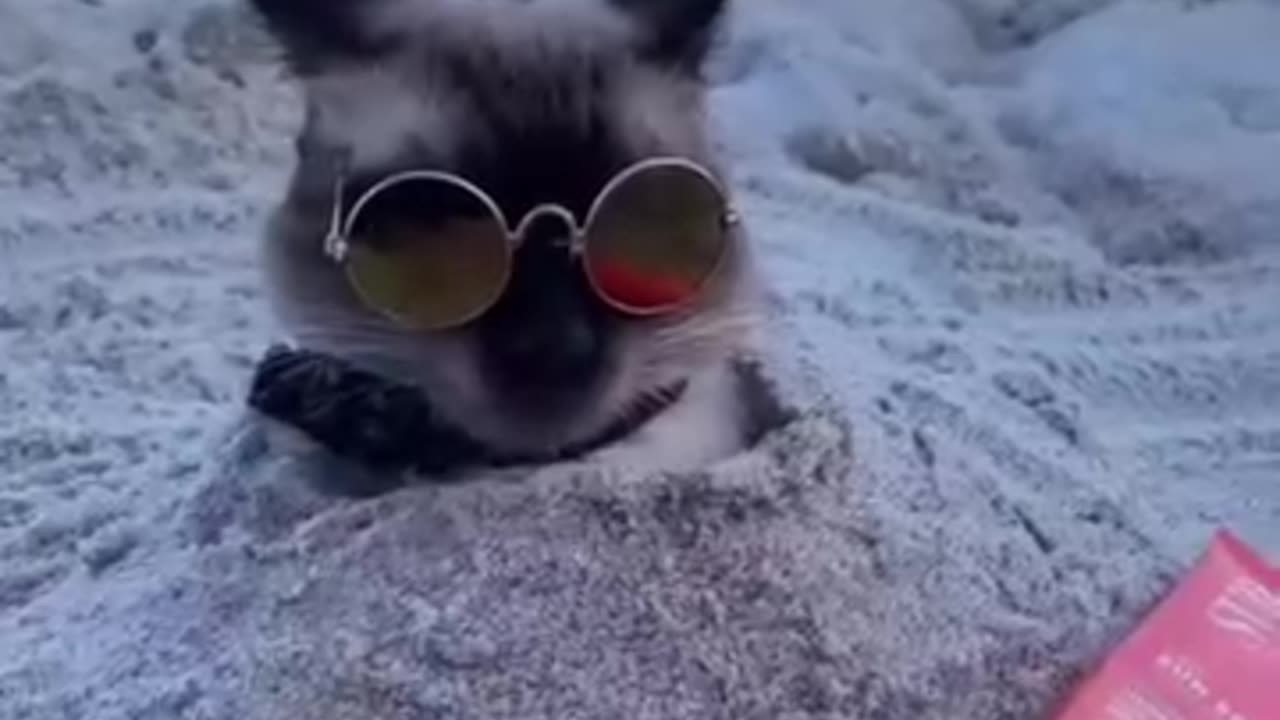 cats control the world