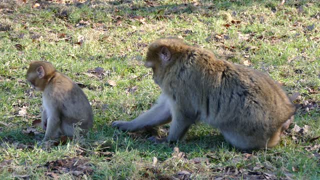 Monkeys Feeding On Grass