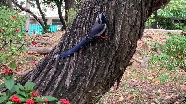 Migratory bird in industry zone.