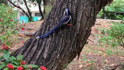 Migratory bird in industry zone.